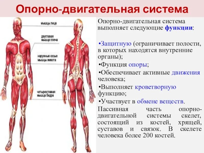 Система организма которая выполняет защитную функцию. Опорно - двигательная система человека строение органы и функции. строение опорно-двигательной системы человека (мышечная система).. функции активной части опорно-двигательной системы. строение опорно двигательной системы опорные структуры.