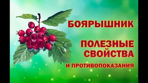 Как правильно употреблять боярышник