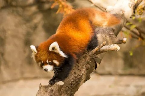 The red panda