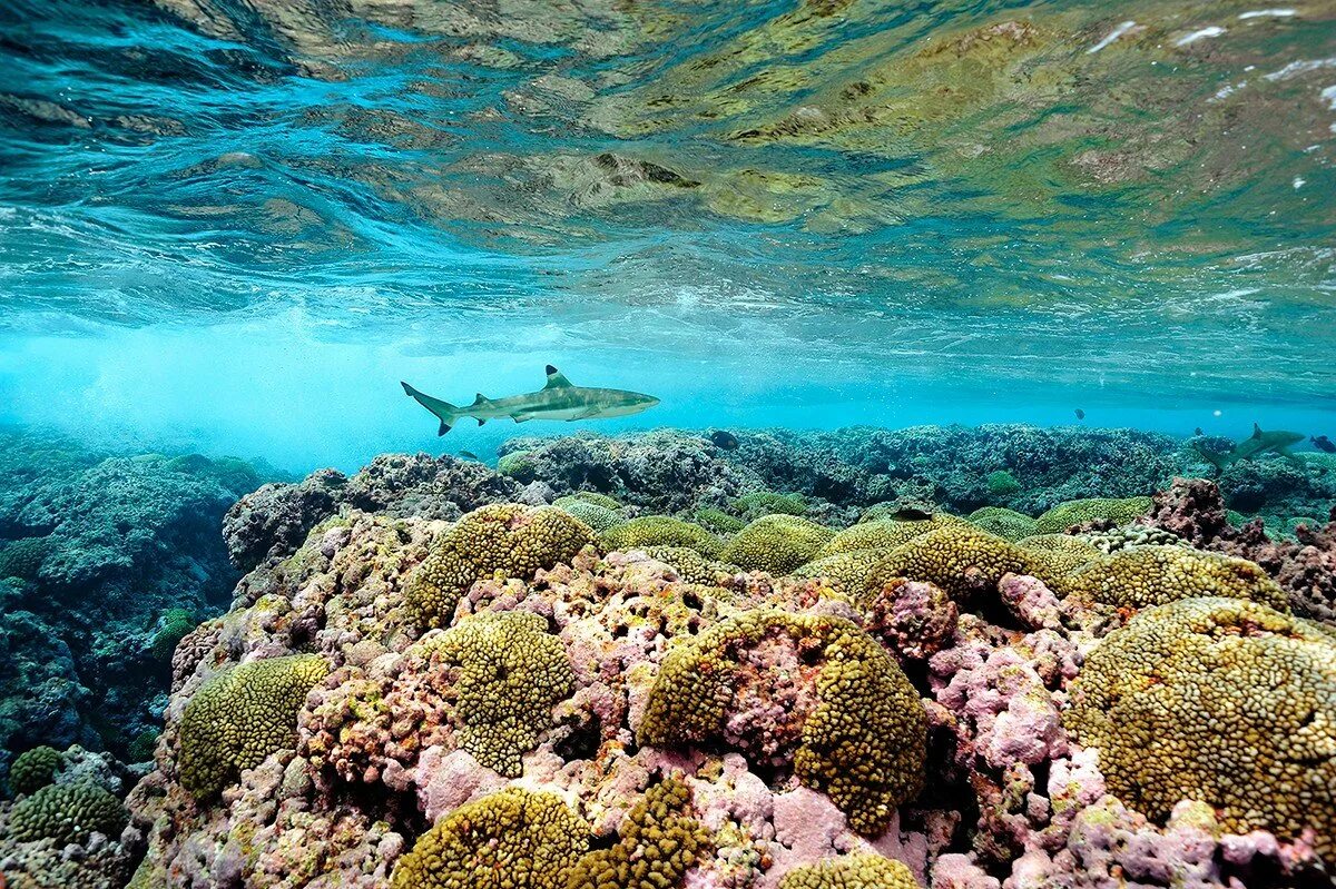 Люди в атлантическом океане. Риф Нингалу Австралия. Атлантический океан коралловый риф. Морские глубины. Атлантический океан подводный мир.