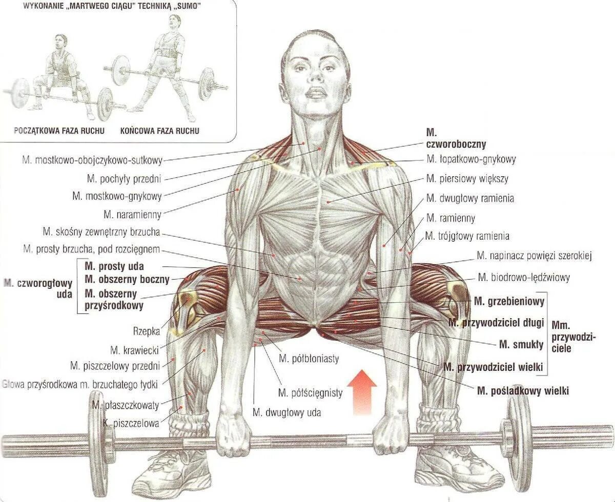 Тяга какие мышцы работают. Становая тяга сумо. Тяга сумо со штангой. Тяга сумо мышцы задействованы. Техника становой тяги сумо.