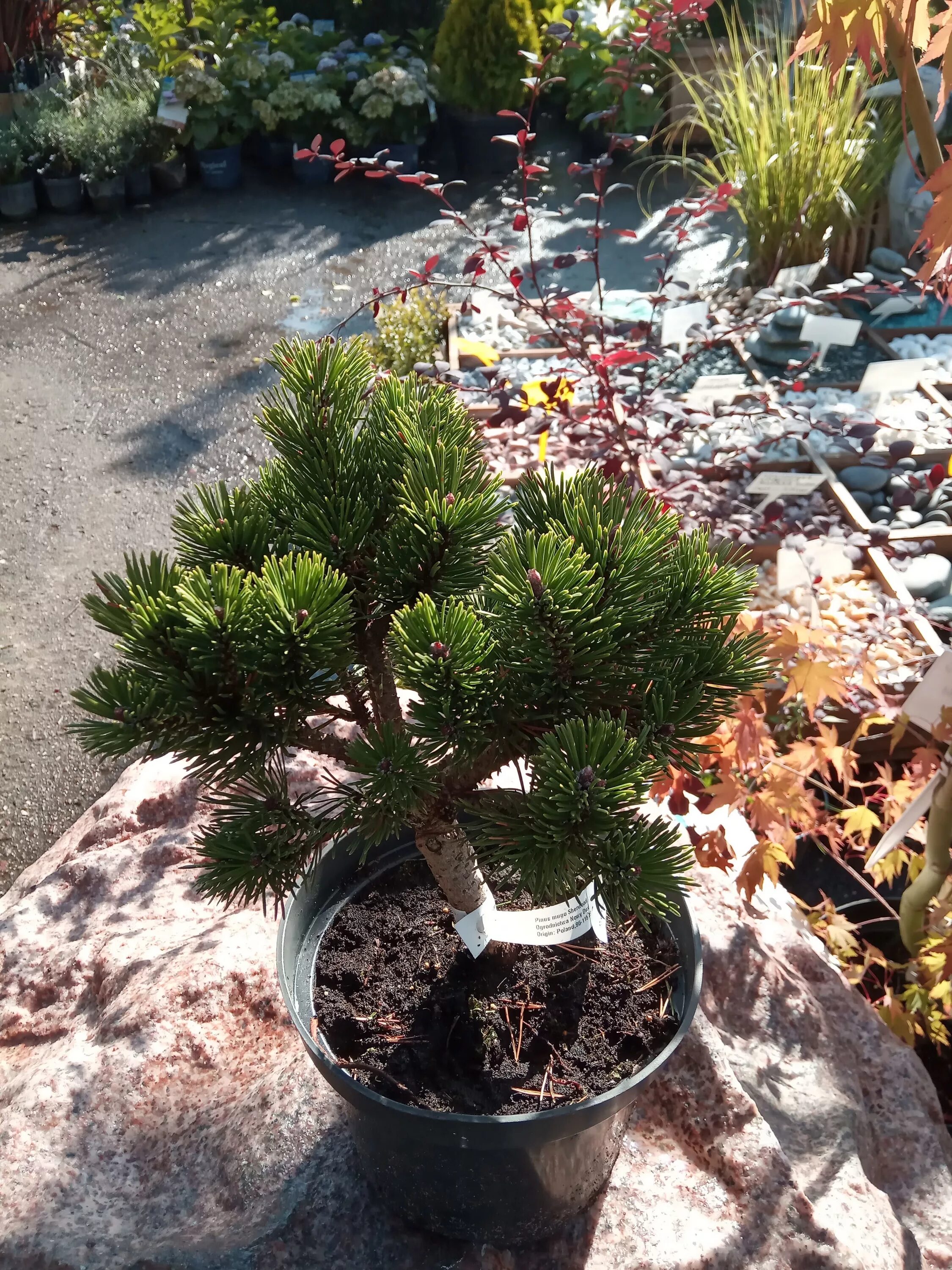 Сосна Горная Шервуд. Сосна Горная Шервуд компакт. Pinus mugo 'Sherwood Compact'. Pinus aristata Sherwood Compact.