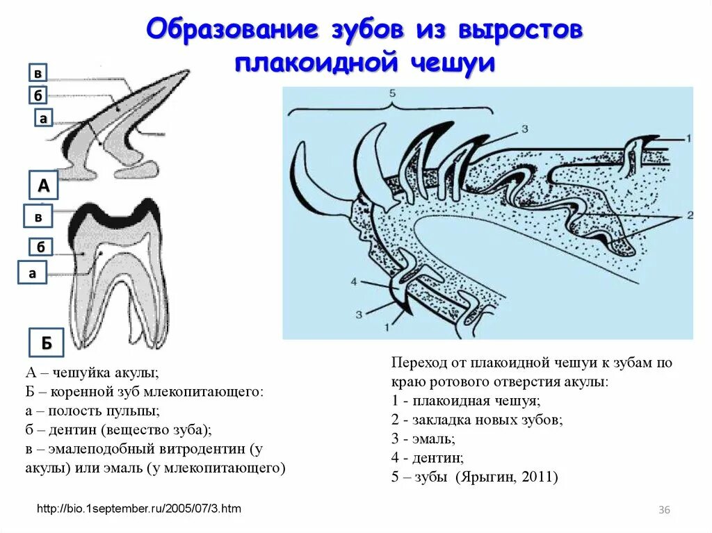 Строение зуба акулы схема. Эволюция челюстей у позвоночных. Строение зубов млекопитающих.