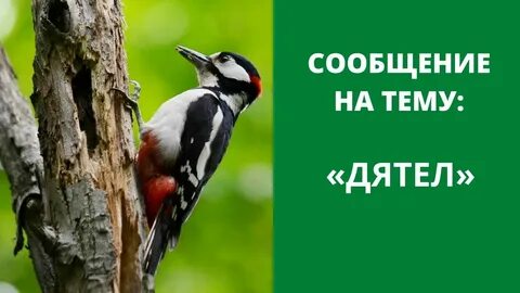 5 фактов о дятле