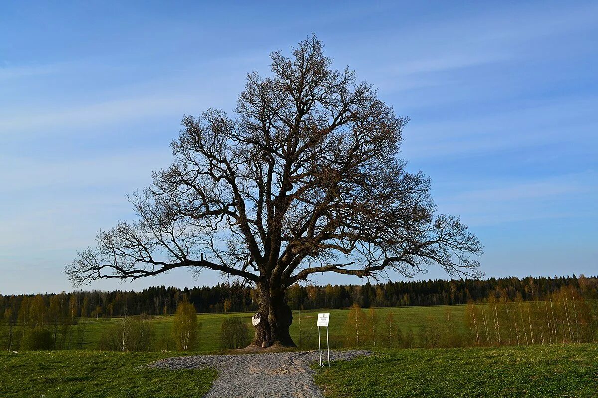 Alpine floor eco 140-8 клен. дуб красноярск. дубовая аллея луизиана. дуб красноярск. деревья в городе.