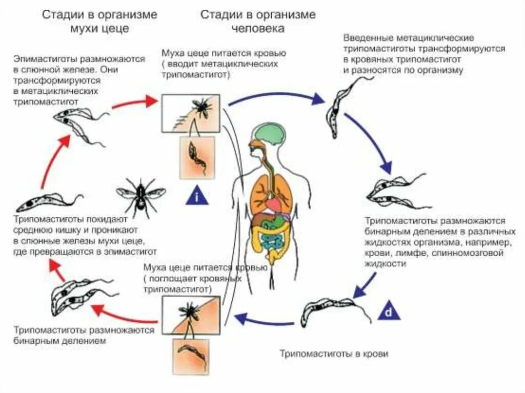 Можно ли считать комара промежуточным хозяином. Трипаносома gambiense жизненный цикл. Трипаносомы цикл Муха ЦЕЦЕ. Американский трипаносомоз жизненный цикл. Цикл развития трипаносомы основной хозяин.