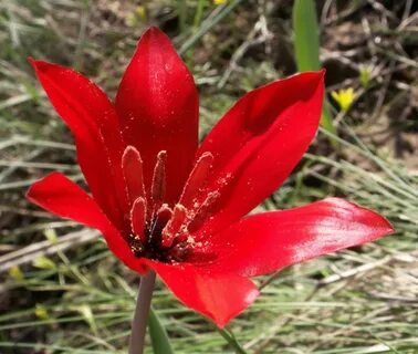 Анджелина Джолидің жыныстық азғыруы