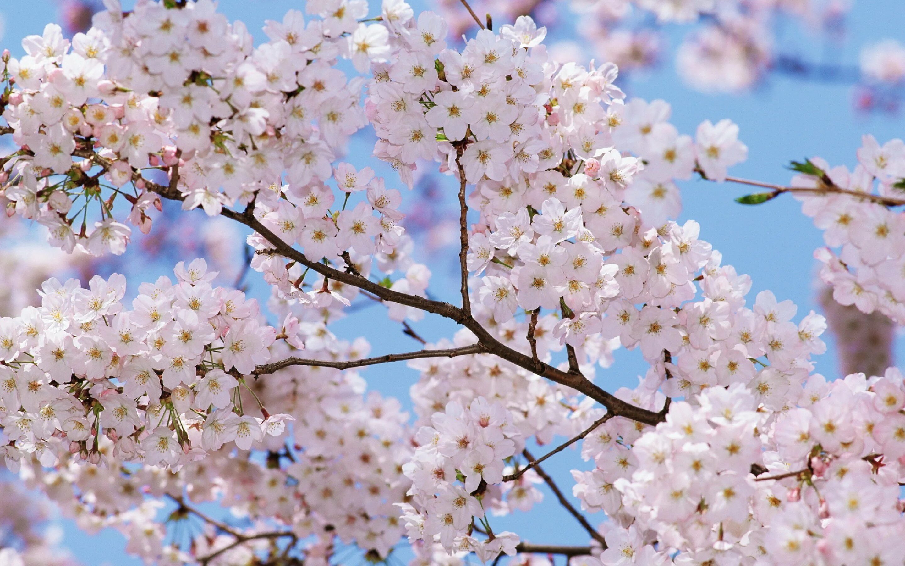 Bahor rasmlari. Сакура гуллари. Цветущие деревья. Весеннее дерево. Цветущие деревья весной.