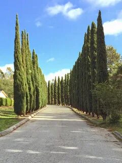 Дача кипарис