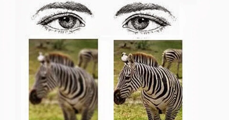 амблиопия как видит. амблиопия как видит человек. амблиопия у детей. амблиопия как видит. зрение при амблиопии.