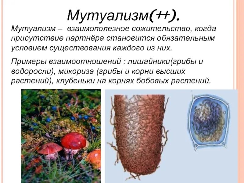 Микориза мутуализм. Мутуализм высших растений и грибов. Мутуализм грибов. Мутуализм растений.