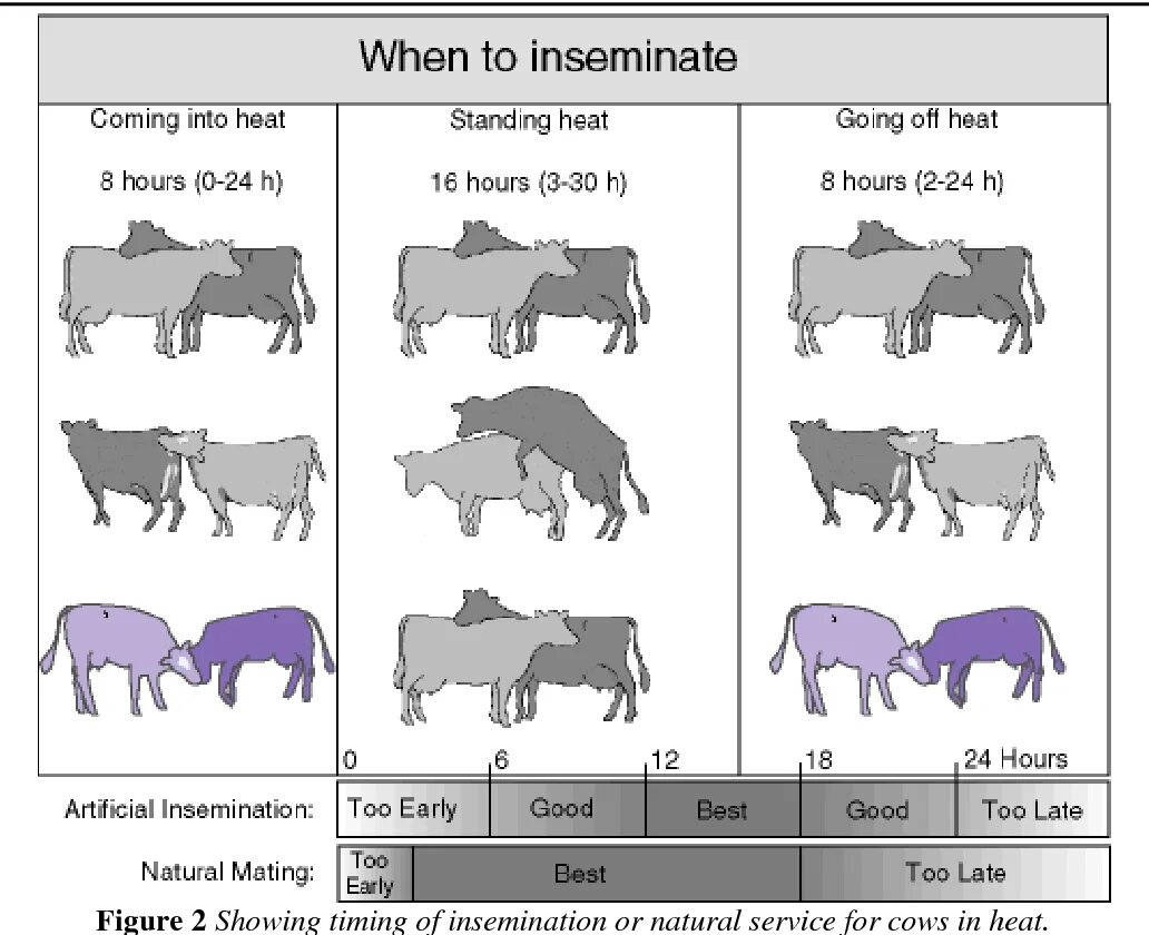 Схема искусственного осеменения коров. Гормональные схемы для осеменения коров. Стельность коровы после искусственного осеменения. Кратность осеменения коров. Сколько корова в охоте
