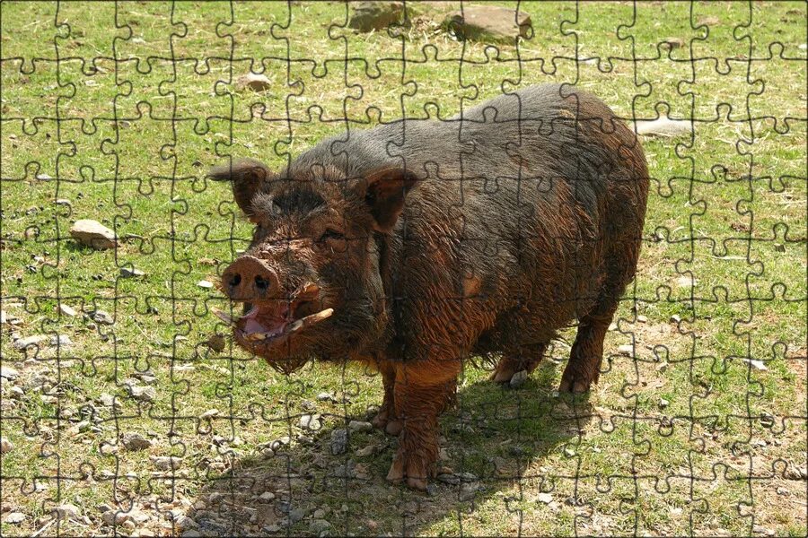 5,099 Brown Pigs Stock Photos - Free & Royalty-Free Stock Photos from Dreamstime