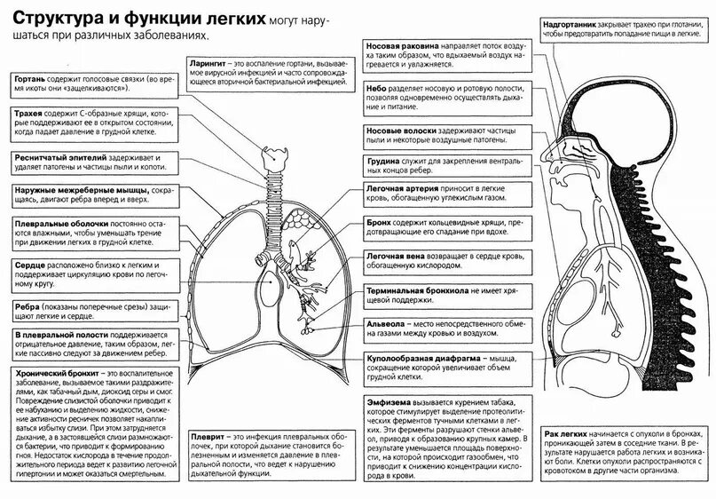 Строение дыхательной системы ЕГЭ. Строение дыхательной системы ЕГЭ биология. Дыхательная система человека схема ЕГЭ. Строение органов дыхания таблица.