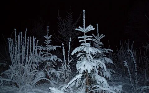 Страшные ели
