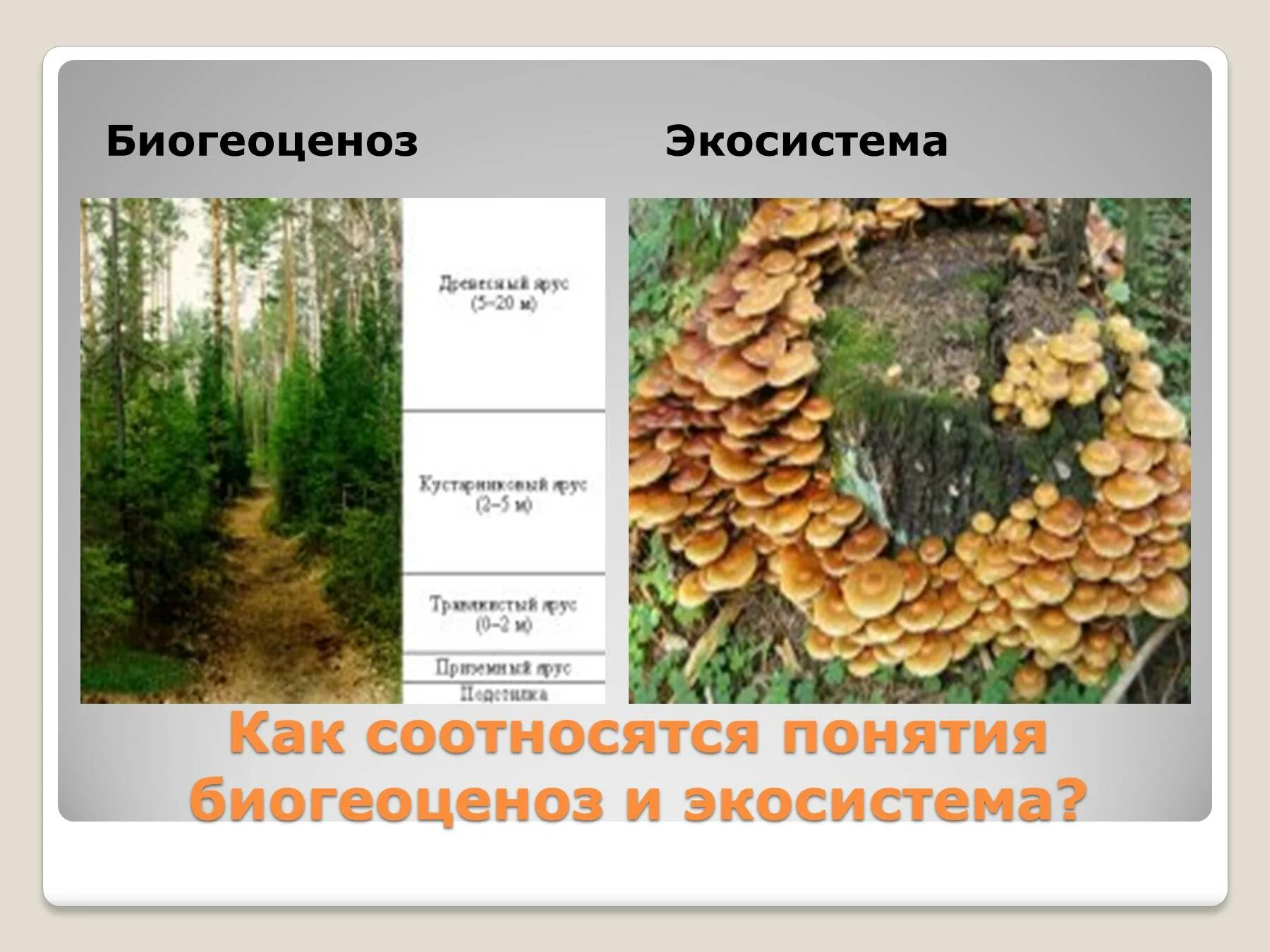 Тест по теме экосистемный уровень 9 класс. Биогеоценоз. уровни экосистемы. экосистемный или биогеоценотический. биогеоценоз для школьников.
