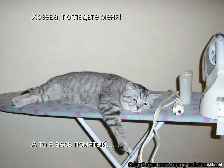 Ты гладишь меня говорят что все они. Глажка кота. глажка белья картинки прикольные. погладьте меня. погладь меня картинки.