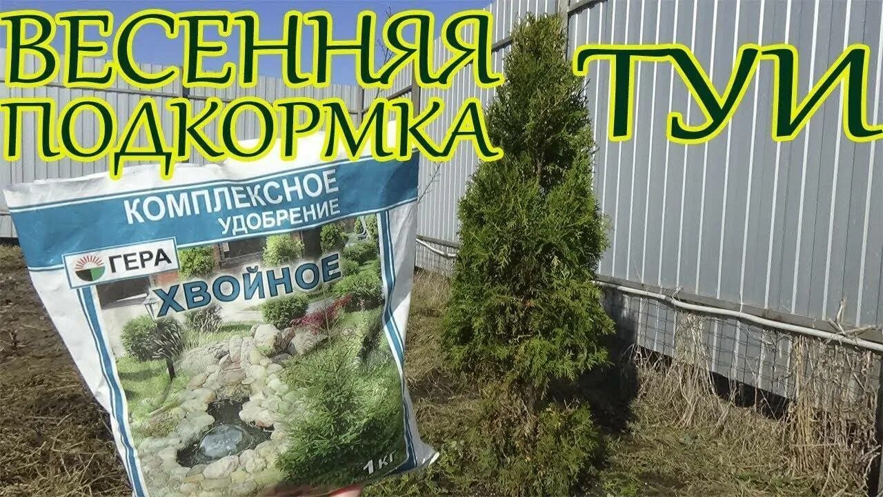 Чем подкормить тую зимой