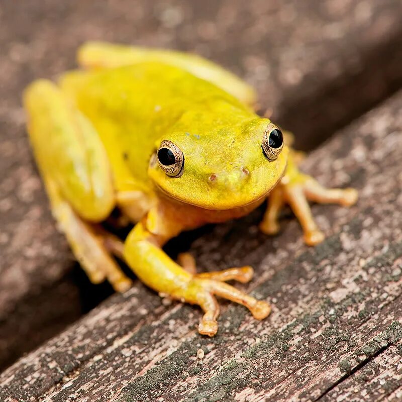 22 точечная божья коровка. зеленая куфия змея. лесная канарейка зеленушка. арбуз желтый. Boiga cyanea.