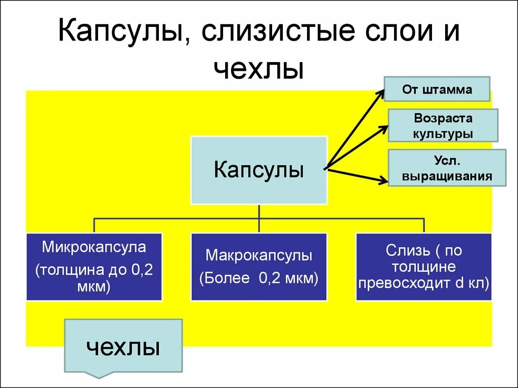 Слизистый слой бактерий. Капсулы, слизистые слои и чехлы.. Капсулы слизистые слои и чехлы бактерий. Слизистые слои чехлы. Капсула чехол слизь.