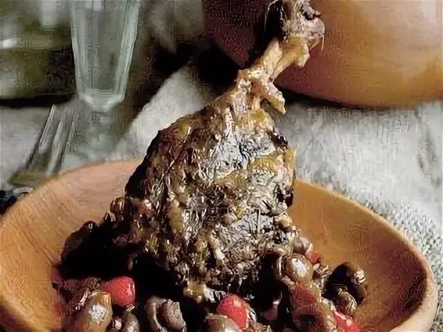 Польза мяса бобра для человека. Георгий кавказ мясо бобра.