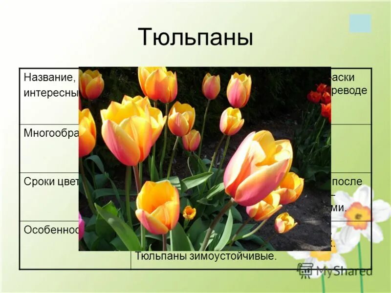 Факты о тюльпанах. Интересные факты о тюльпанах для детей. Интересные тюльпаны. Описание тюльпана. Интересные факты о тюльпанах.