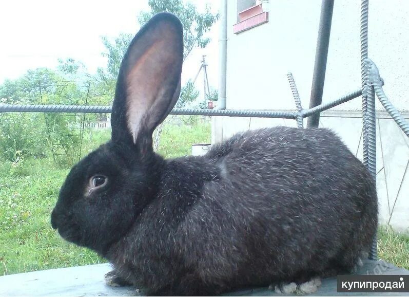 Порода кроля полавське србло. Купить кроликов породистых в Кировской области. Купить кролика в красноярске