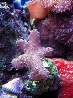 Coral by