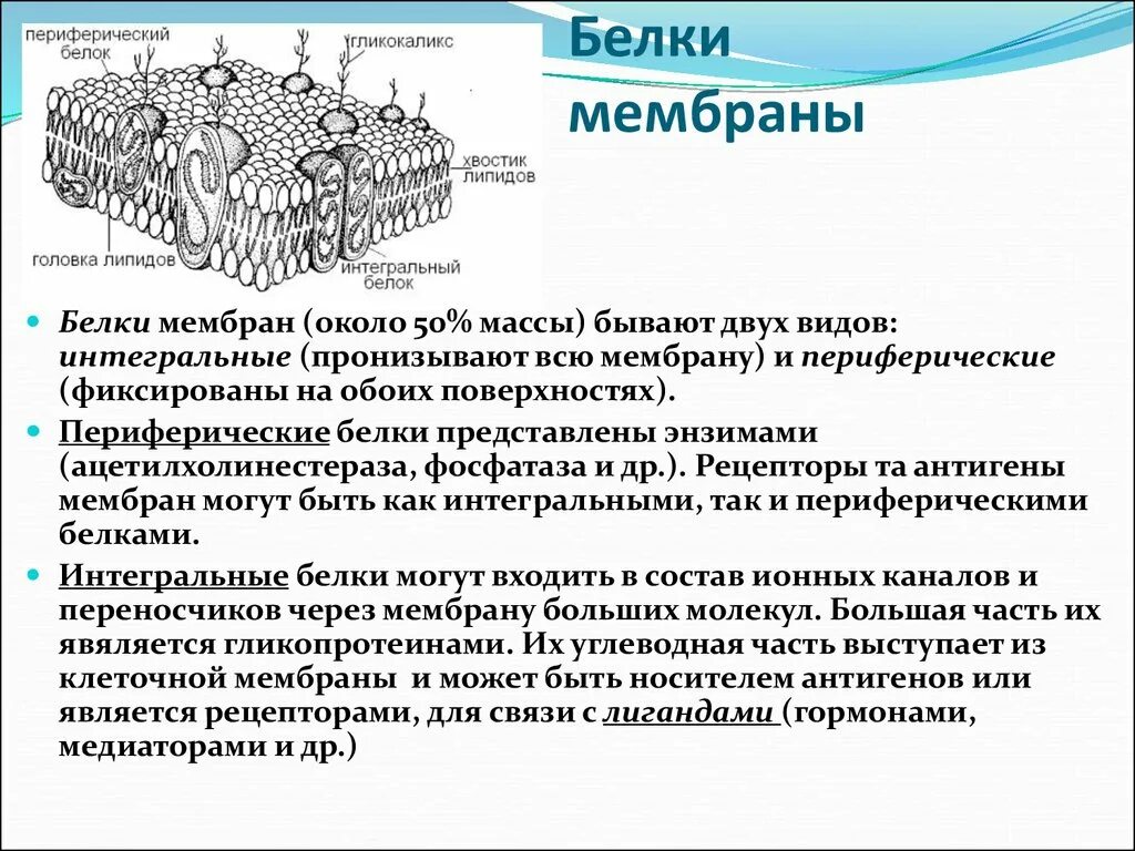 Плазматическая мембрана клетки состоит. Строения Интегральные белки мембран. Поверхностный белок функции в мембране. Основные функции белков плазматической мембраны. Периферийные белки мембраны функции.