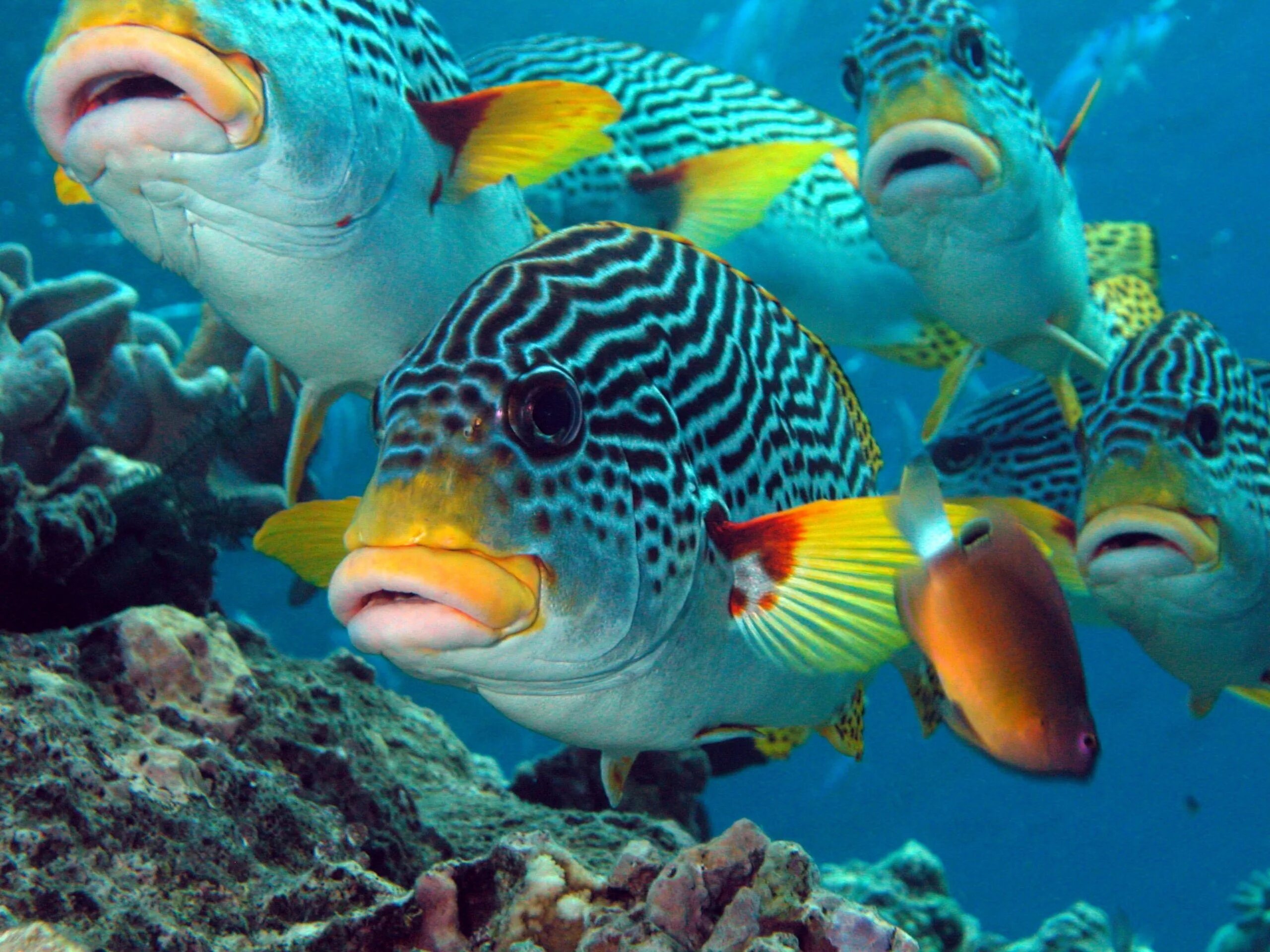 Животные кораллового рифа. Большой Барьерный риф рыбы. Рифы в океане. Рыбы барьерного рифа в Австралии. Большой Барьерный риф рыбы попугаи.