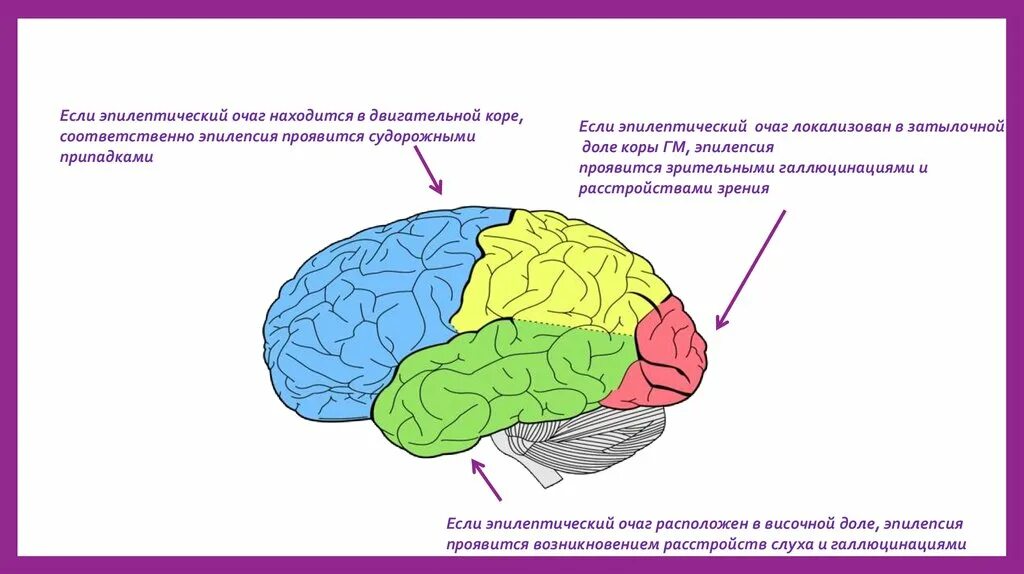 В какой доле мозга поражение при галлюцинации. Что находится в височной доле. Какие полушарии мозга вовлечены при Малом эпилептическом припадке?.