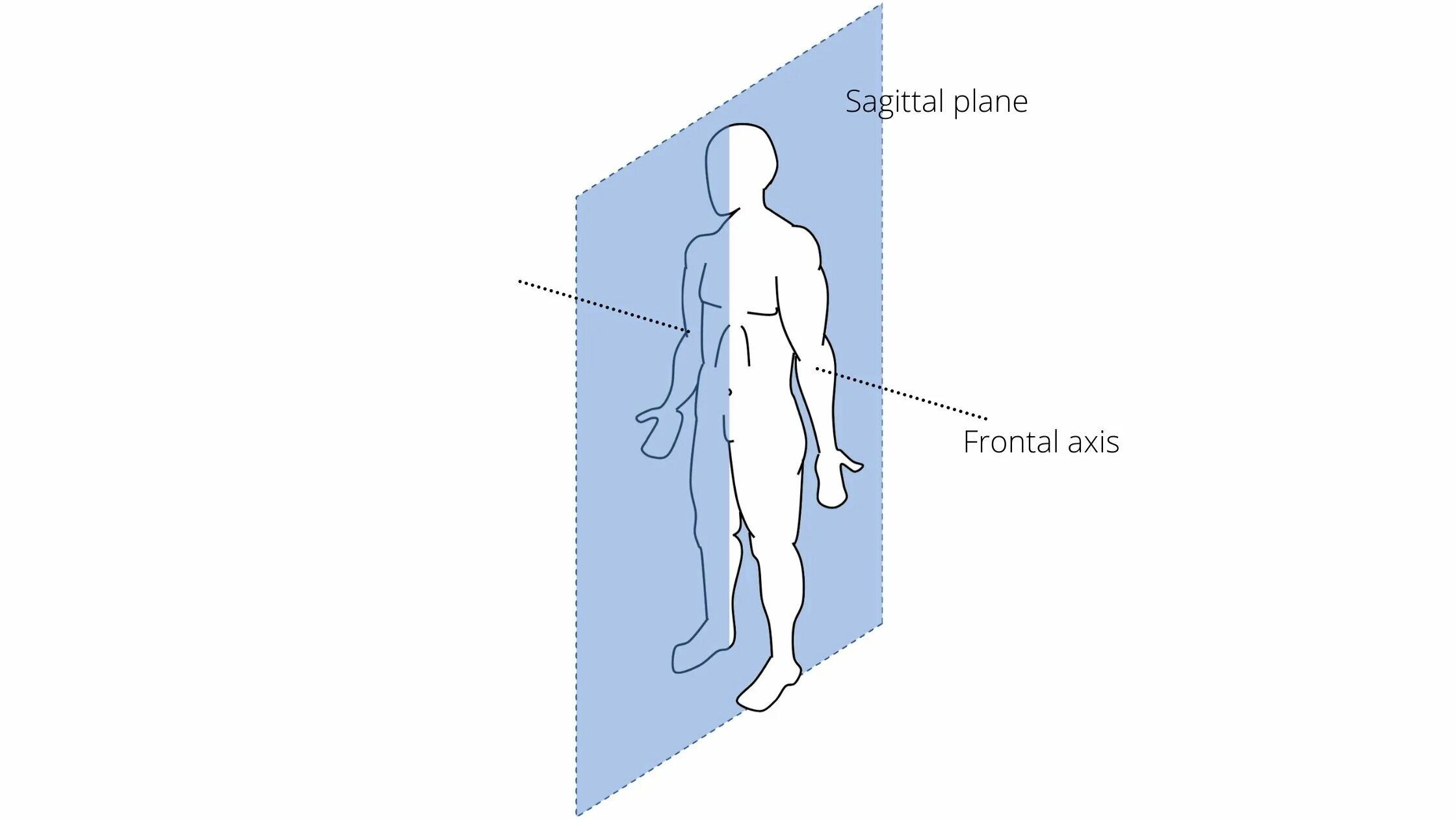 Axis user. Sagittal plane. axis body. anatomical planes. 3 axis of human.