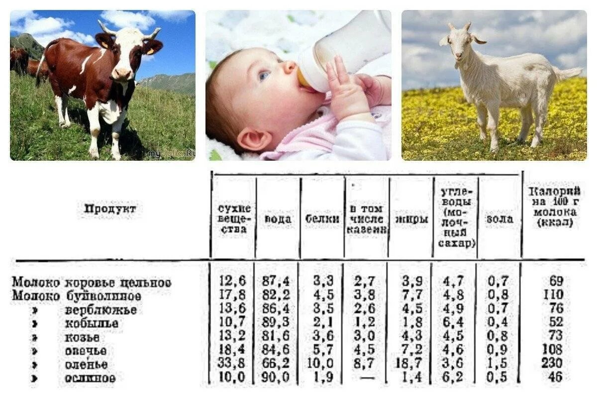 Кормим ребенка козьим молоком. Как разбавить коровье молоко для грудного ребенка 2 месяца. Как разбавить коровье молоко для грудного ребенка 1 месяц. Как разводить коровье молоко для грудного ребенка 6 месяцев. Как разводить коровье молоко для грудного ребенка 4 месяца.