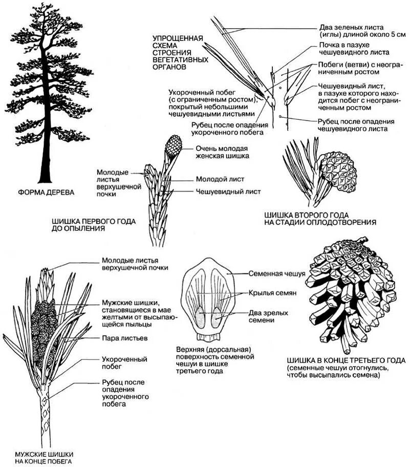 Схема опыления хвойных. Голосеменные растения сосна обыкновенная. Голосеменные растения сосна строение. Строение побега голосеменных растений. Строение побега сосны обыкновенной.