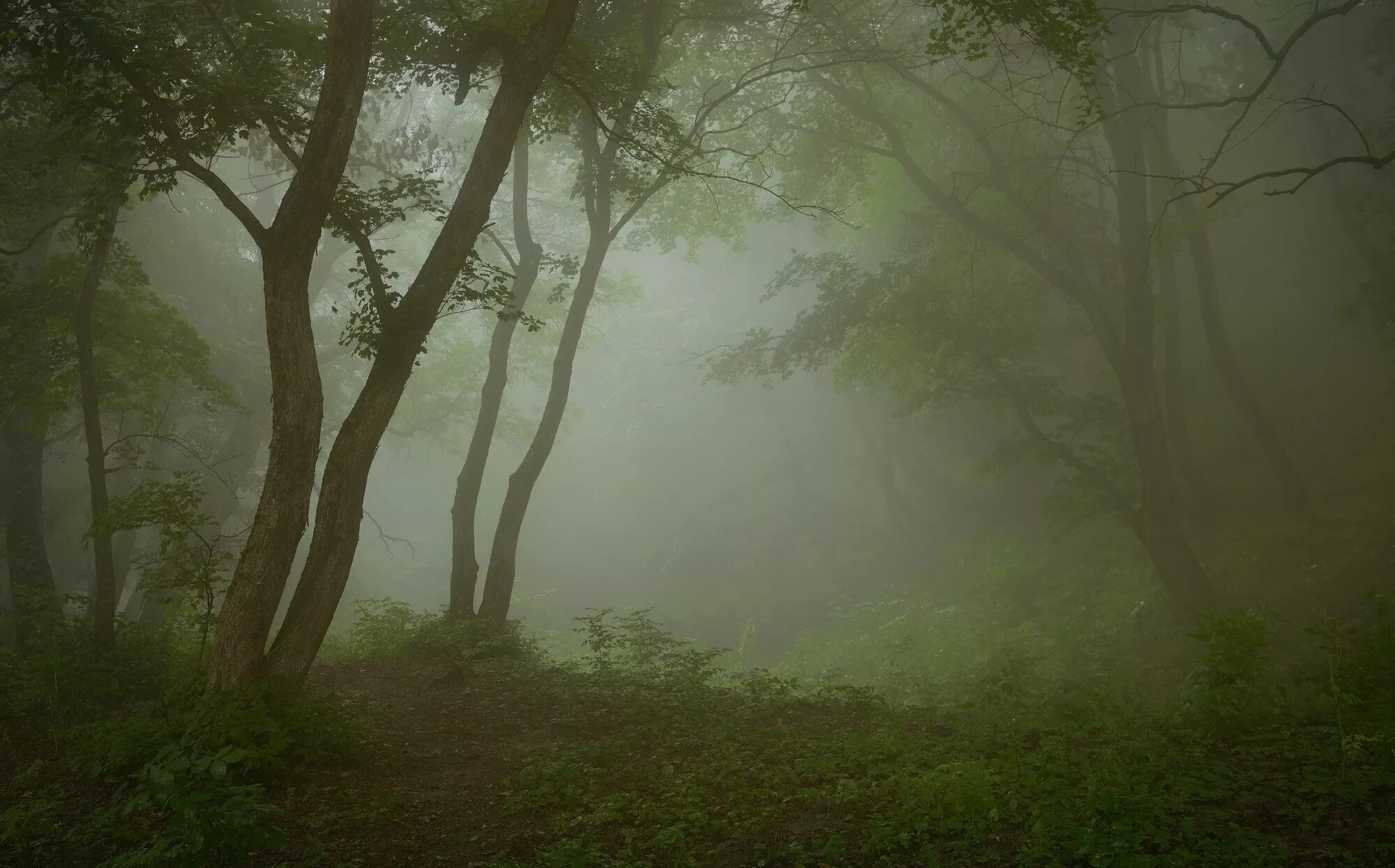 Лес туман лето. Лес в тумане. Туманное утро в лесу. Летний лес в тумане. Чаща леса в тумане.