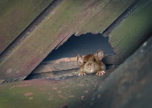 10 Telltale Signs of Mice to Never Ignore - Bob Vila
