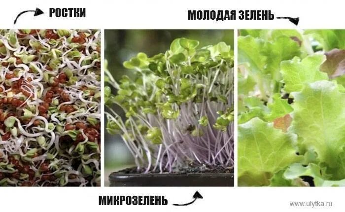 Чем отличается микрозелень от обычных. Микрозелень и зелень разница. сити фермерство микрозелень. отличие микрозелени от обычной зелени. во что сажать микрозелень.
