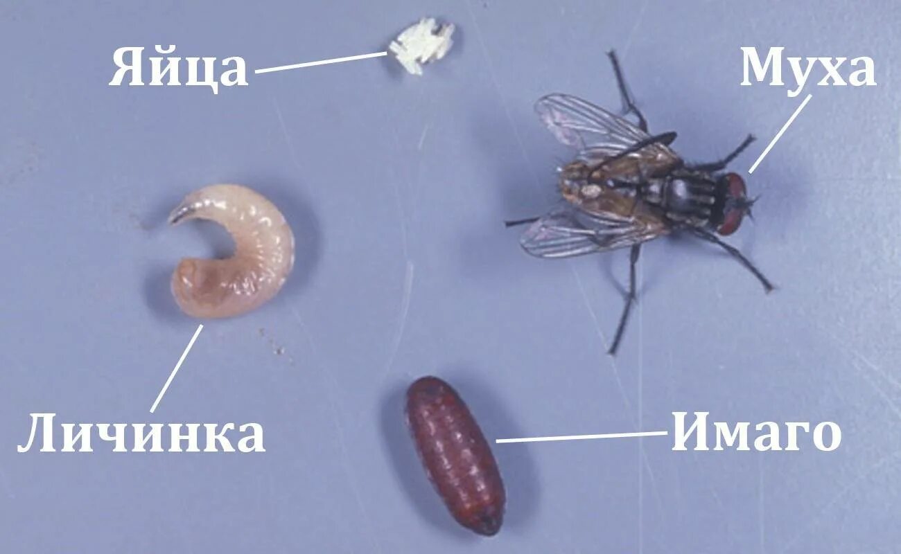 Личинки комнатной мухи. Личинки синантропных мух.