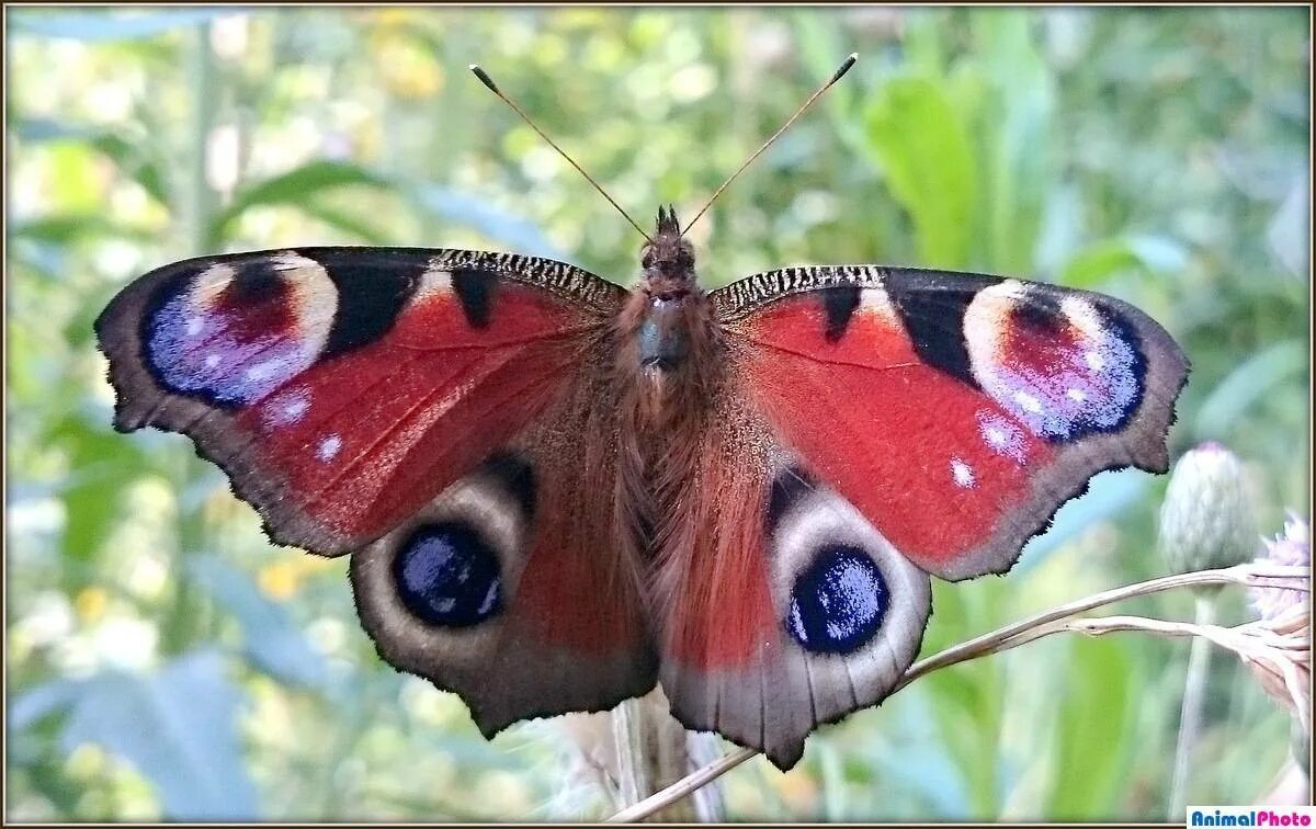 Бабочки фото окружающий мир 1 класс. Отряд чешуекрылые павлиний глаз. Сведения о бабочке павлиний глаз. Павлиний глаз (бабочка). Дневной павлиний глаз.