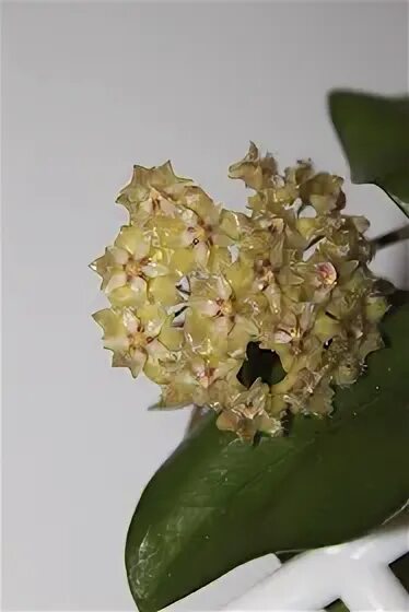 Хойя эритрина. Хойя эритрина исланд. хойя erythrina. хойя эритрина баджо. хойя эритрина кэмерон исланд.