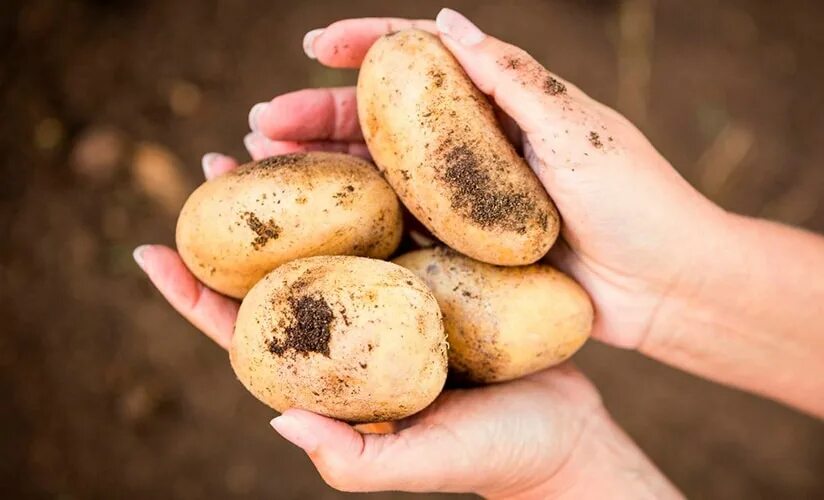 Сорт картофеля коломбо. Картофель сорт коломба. Картофель семенной коломбо. Сорт картошки коломбо. Картофель сорт колумба.