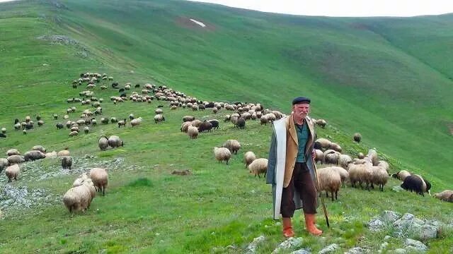 Авито карачаево черкесия работа. Чабаны карачаево черкесии. кошара карачаево черкесия. хозяйство карачаево черкесии. ферма в горах кавказа.