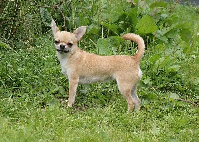 6 месячный чихуахуа. Чихуахуа в 6 месяцев. 000. Чихуахуа 6 месяцев. Чихуахуа в 6 месяцев.