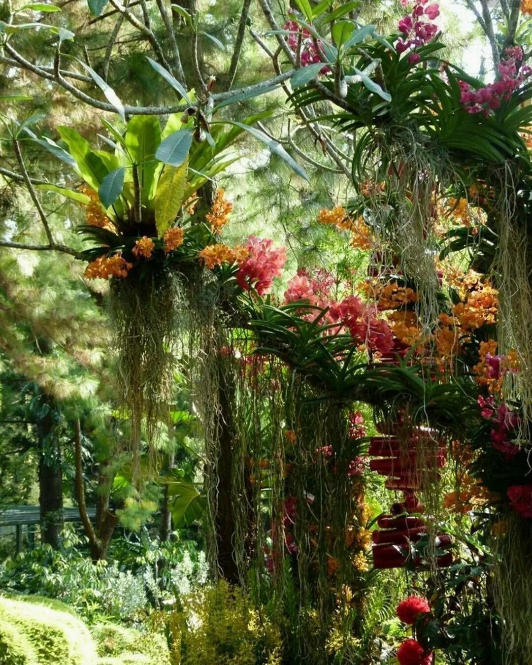 Эпифит и дерево тип. Орхидея эпифит. Эпифиты Южной Америки. Эпифиты в тропическом лесу. Фаленопсис эпифит.