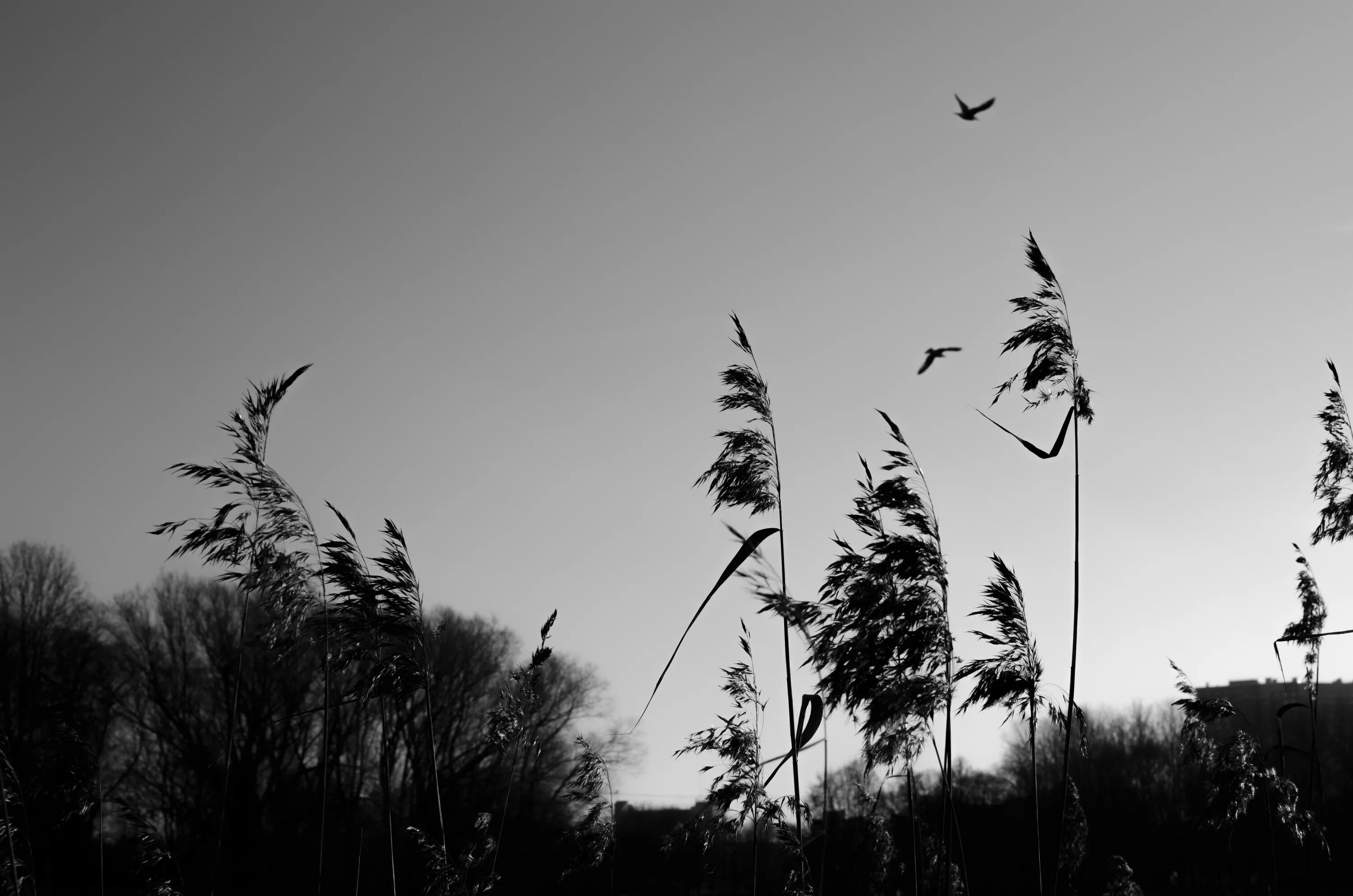 Черная трава песня. Силуэты природы. Силуэт леса. Монохромные фотографии природы. Черно белые силуэты природы.