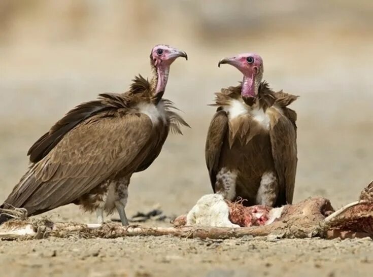 Eastern vulture 2013. Культура стервятников. Задержки vultures гоша. Vulture перевод с английского. Lappet-faced vulture.