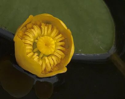 Отключили кубышку