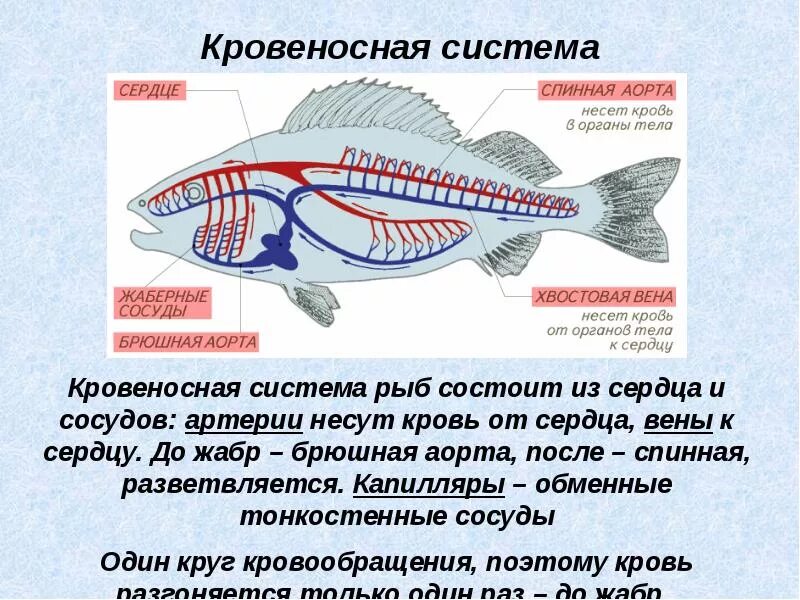 Особенности кровообращения рыб. Кровеносная система рыб 7 класс. Кровеносная система рыб 7 класс биология. Кровеносная система рыб кратко. Кровеносное строение рыбы.