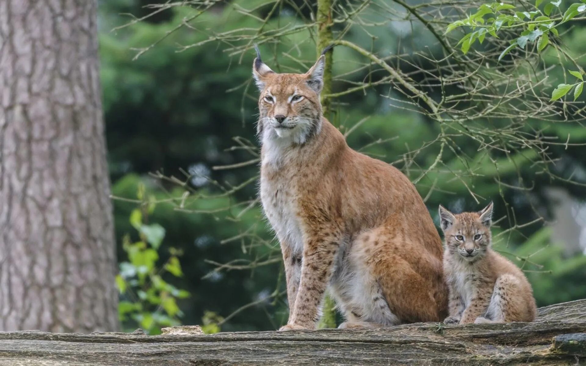 Обыкновенная Рысь Lynx Lynx. Сочинский национальный парк Рысь. Рысь обыкновенная с рысятами. Рысь Кавказская. Света рысь