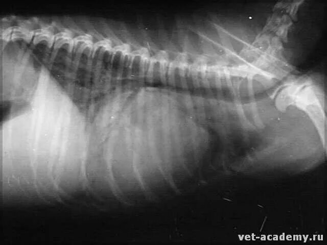 коллапс у собаки